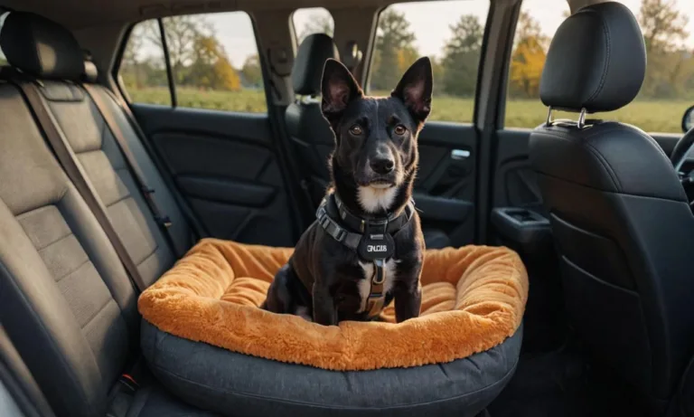 Jak převážet štěně v autě